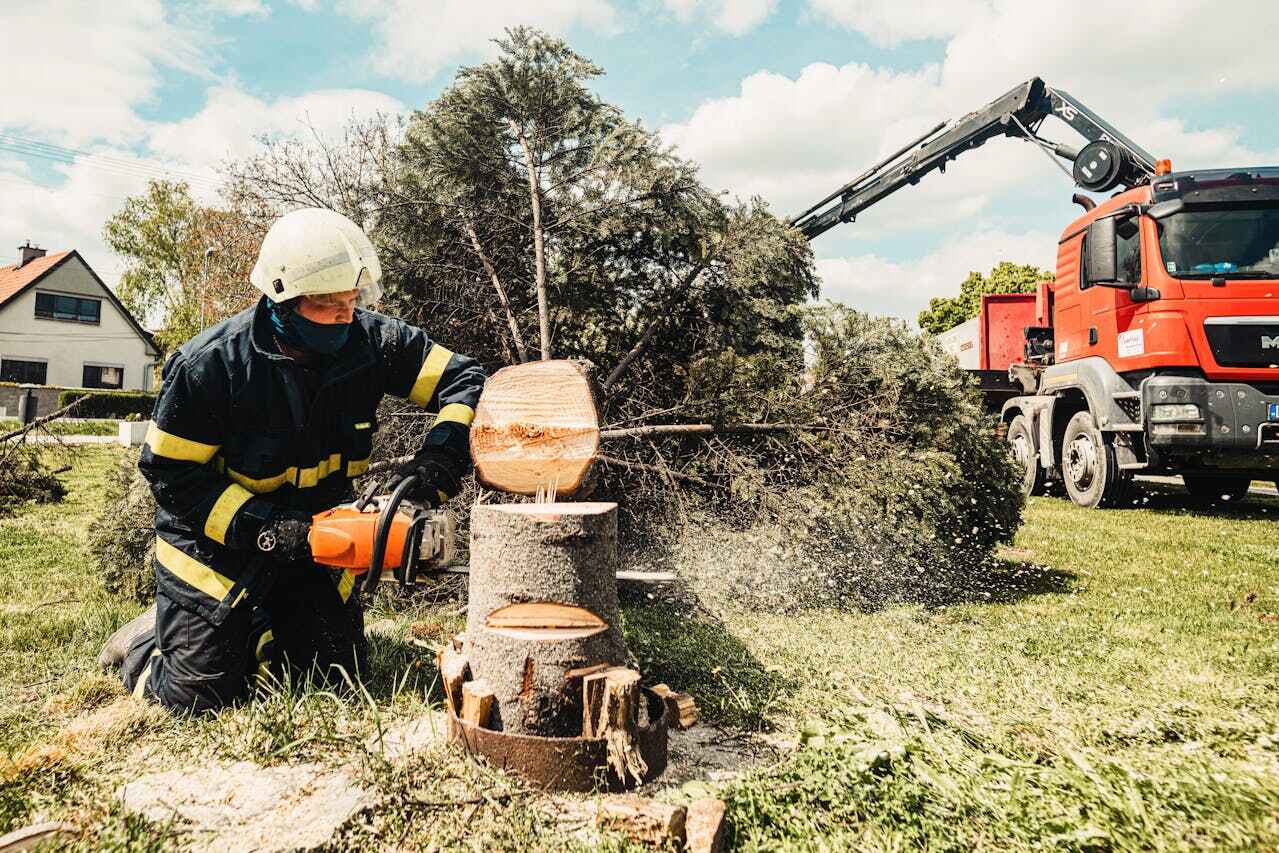 Tree Root Removal in Duncanville, TX